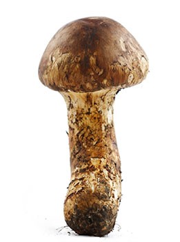 松茸價(jià)值革命，打造高端文化禮品